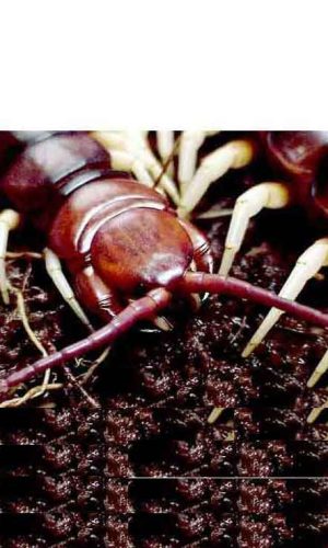 Prophylactic-Treatment